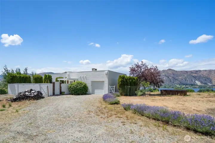Lavender lined driveway