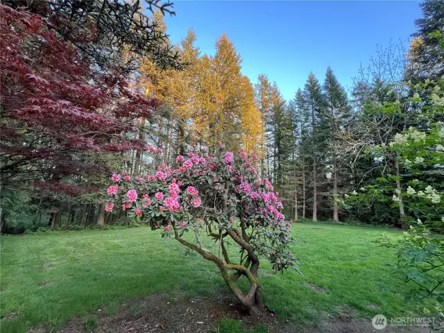 This shows the property at the height of its bloom!
