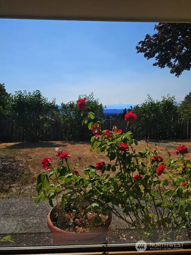View of roses, foothills & olympics from living room