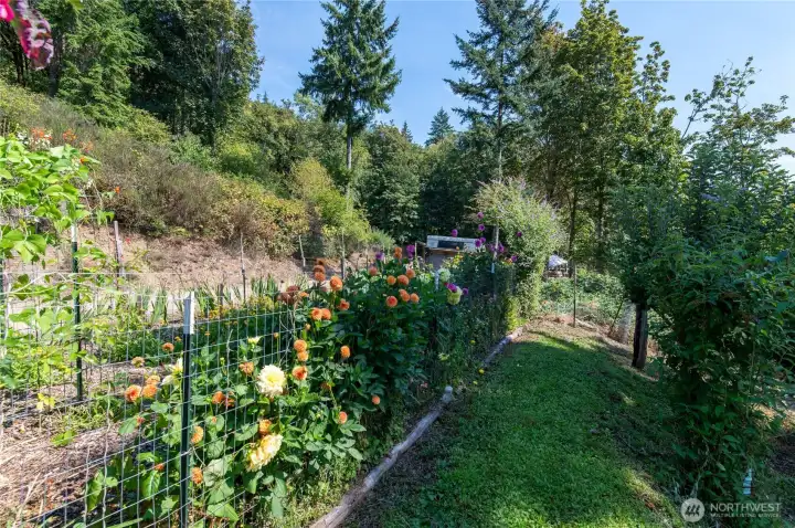 Fruit trees and dahlias