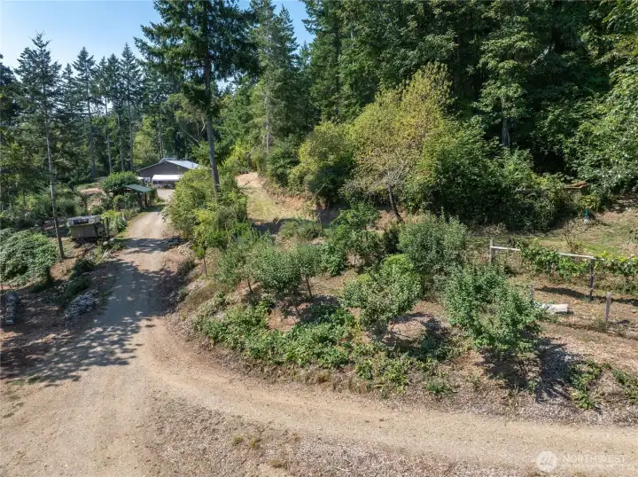 The apple and pear orchard is on the right side of the driveway and is irrigated with a gravity-drip system from the little pond. It works great!