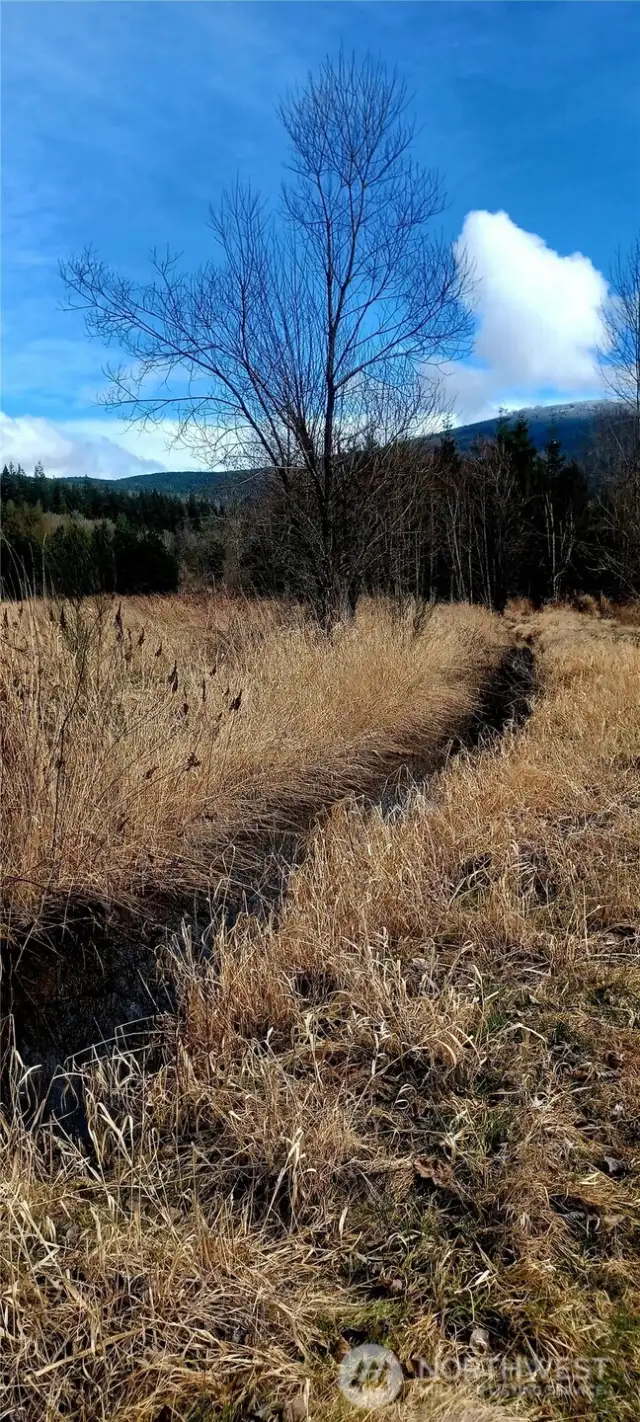 Well established field with drainage ditch
