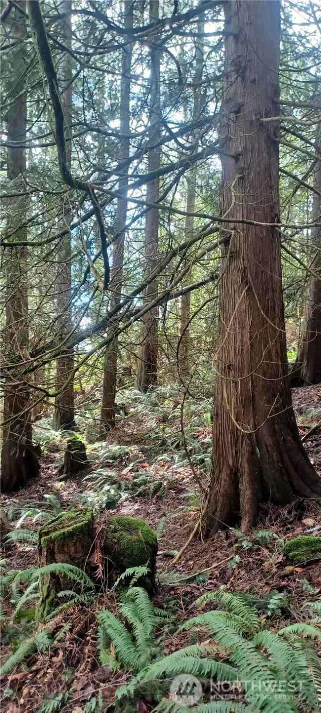 Good sizeable timber