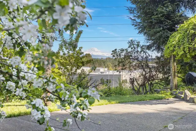 Views of the mountain from the property!