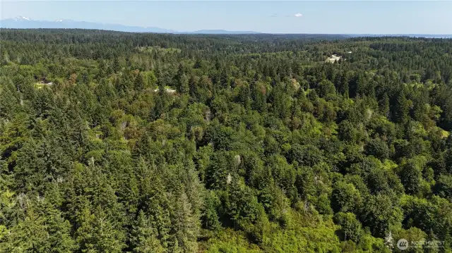 Lush, forested lots for nature and all of your recreational, dream home desires!