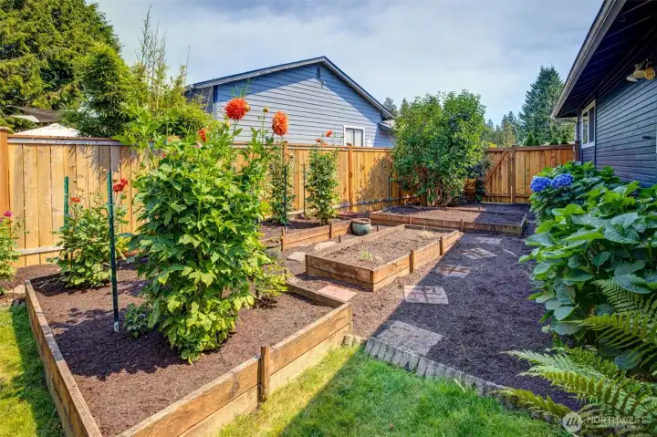 Raised garden beds for growing dahlias or all your summer and fall vegetables. Plenty of afternoon light in this part of the spacious fully fenced back yard.
