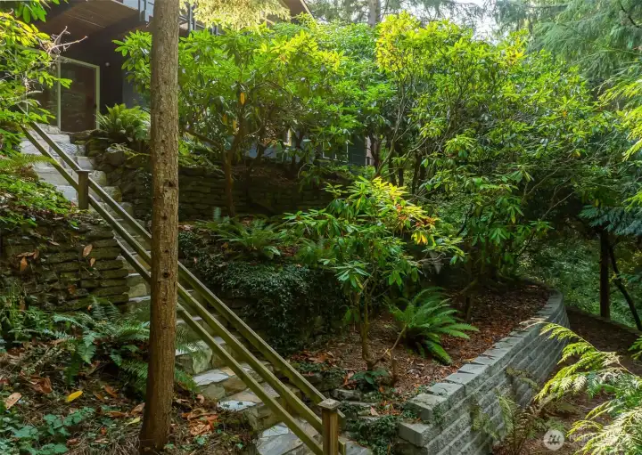 Rhododendrons, hemlocks, and ferns—a thriving collection of native plants.  A stone stairway climbs through the lush greenery.