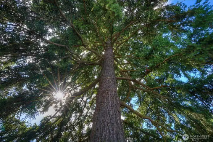 When you're ready for a little down time, this beauty is home to all kinds of birds.  The sounds are delightful, peaceful, and take you to a place of relaxation.  Ahhhh.