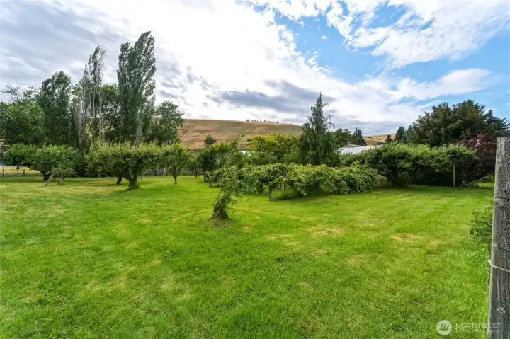 Established Orchard and Vineyard, Fully Fenced