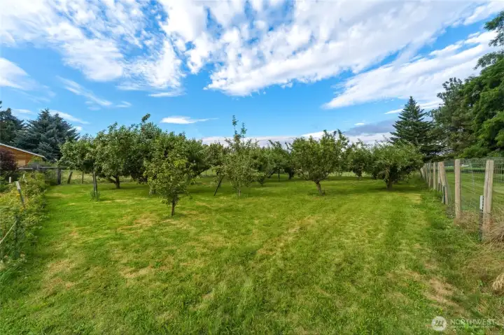 Established Orchard and Vineyard, Fully Fenced