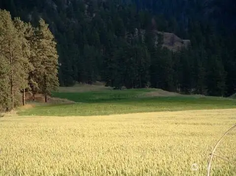 Hay field
