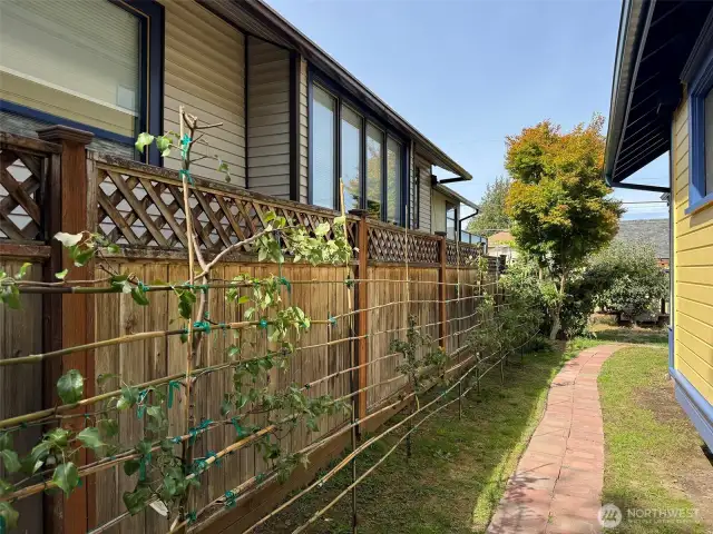 Espalier fruit trees.