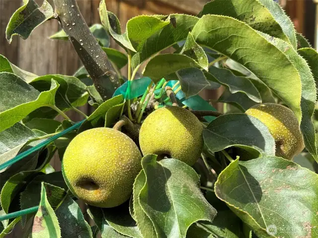 15 fruit trees throughout the yard.