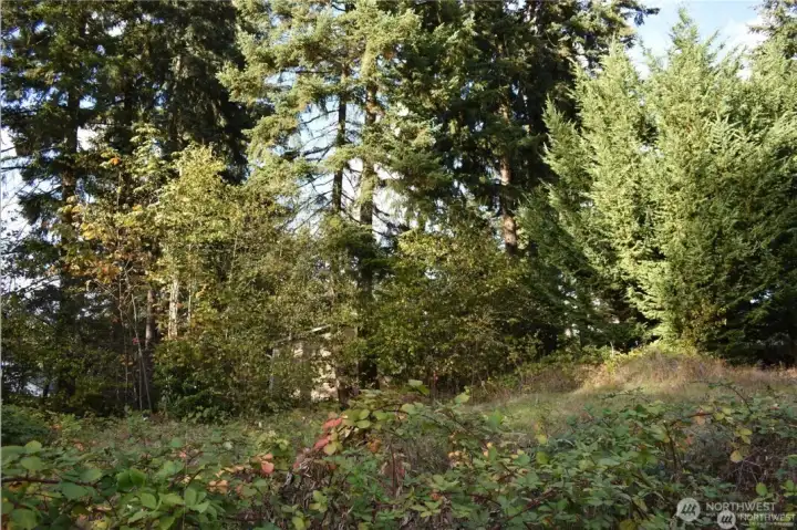Secluded lot with cedar and fir trees