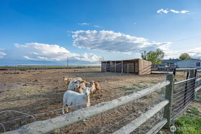 Sheep