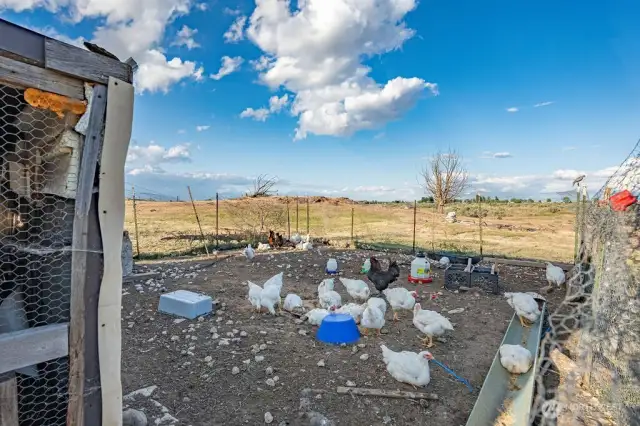 Chicken Coop