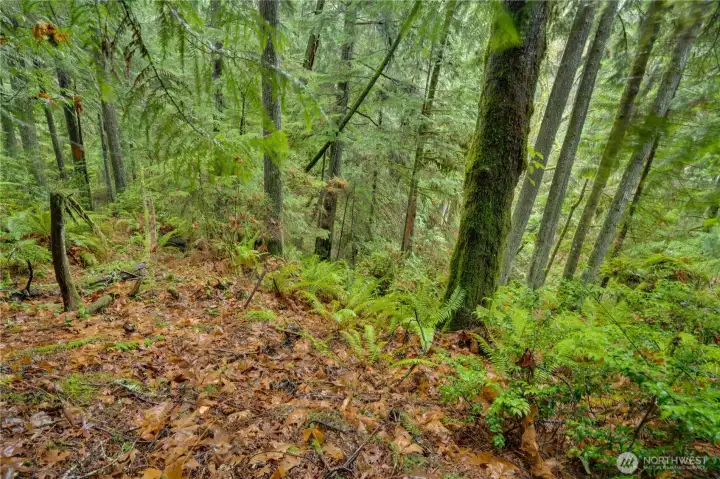 Super Gig Harbor location in a treed surround, this investor special is a rare opportunity!