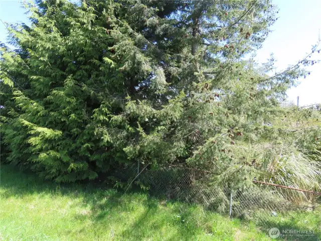 The tree will need to be removed for building