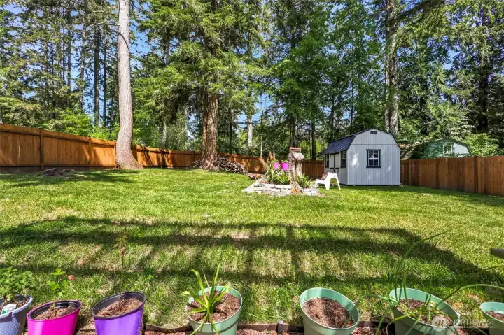 looking out in back of yard at shed