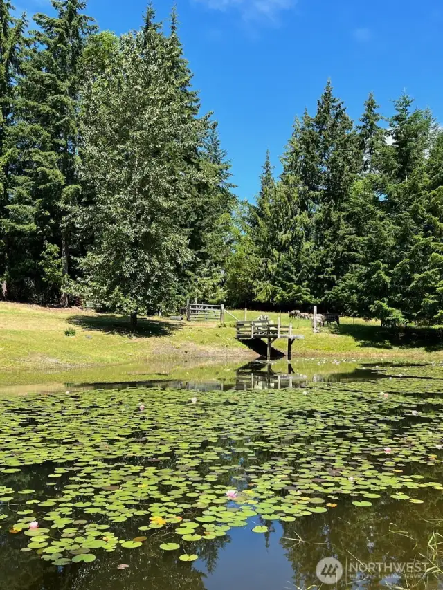 Lovely Large Man Made Pond with Lilly pads, Koi and Catfish