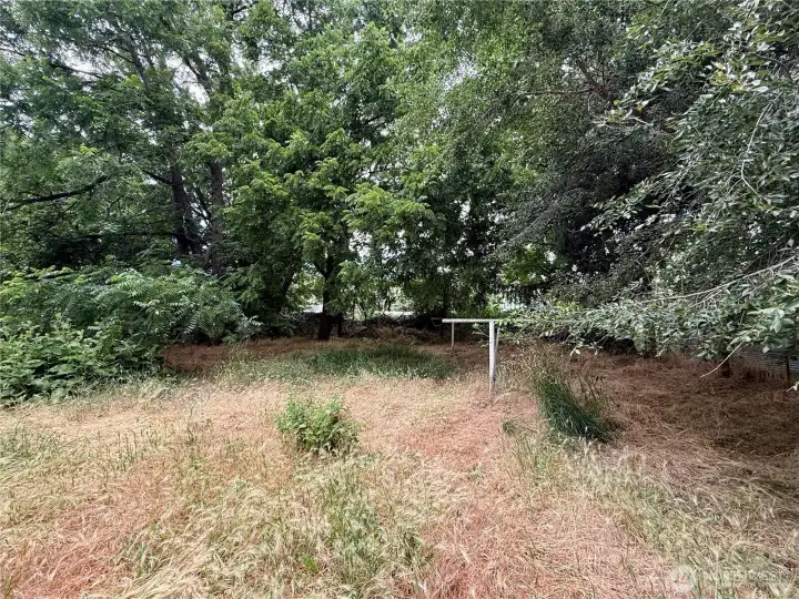 Shaded Backyard