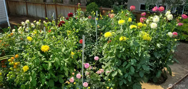Beautiful garden with dahlias, peonies and blueberries.