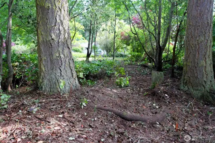 Wooded section of the property featuring tall evergreens and natural privacy, suitable for selective clearing for a future home site.