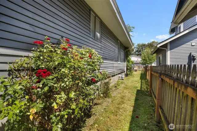 There are beautiful and fragrant roses along the south side of the home.