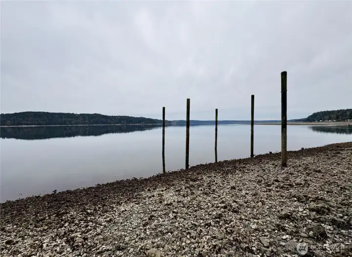 Shoreline view with oysters and pilings.