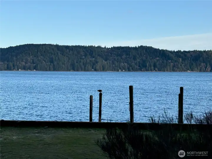 Bald eagle observed on piling near shoreline, on a late winter evening.