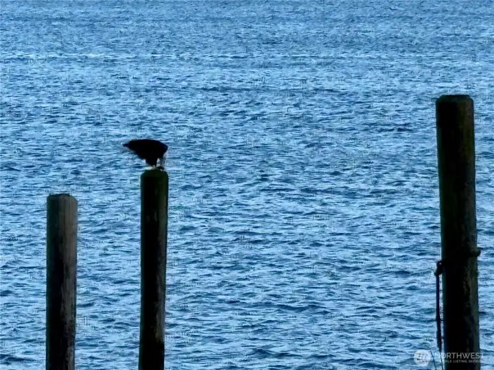 Bald eagle observed eating on piling near shoreline/