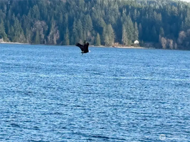 Wildlife seen frequently in the area; photo taken from property