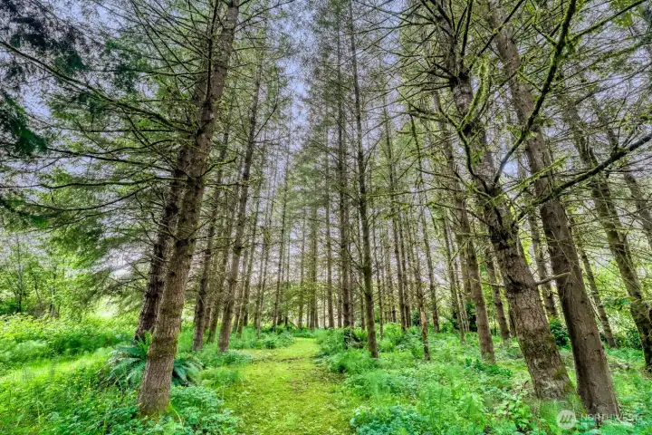 Wooded oasis on back half or property.