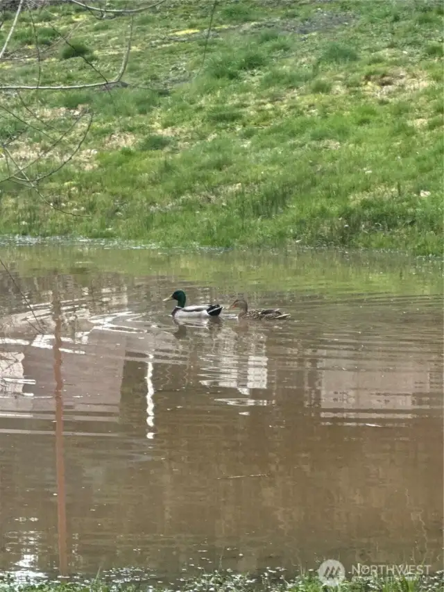 Yearly visitors to the seasonal  pond down below at Hunt Rd.