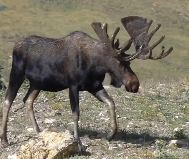 The springs attracts all kinds of wildlife.