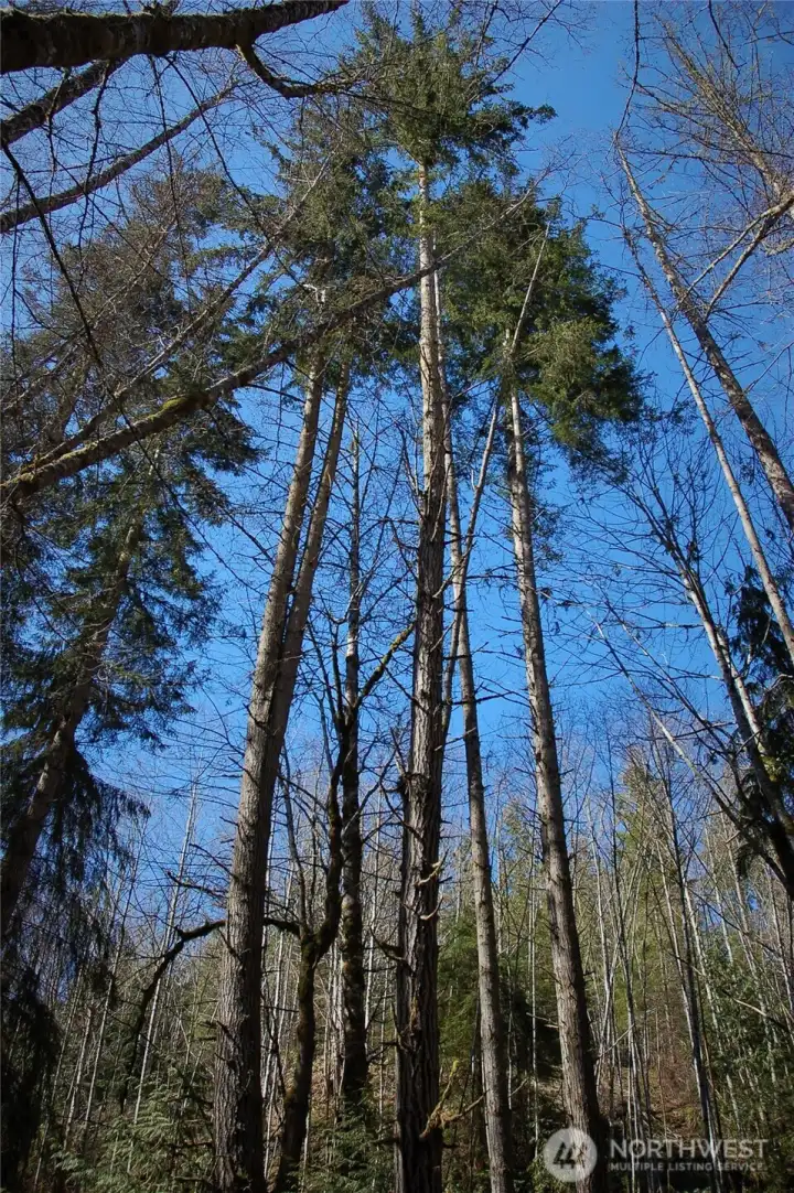 mature trees
