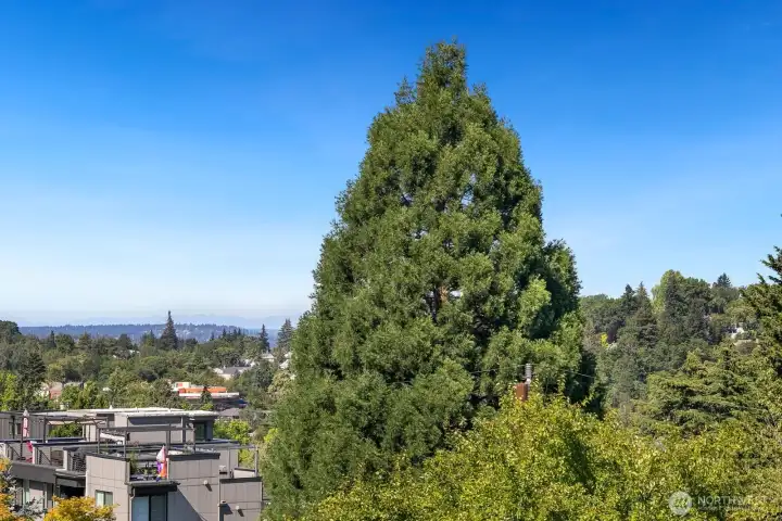 View from Eastern primary suite deck showcases Cascades year-round and peek-a-boos Lake Washington in the winter