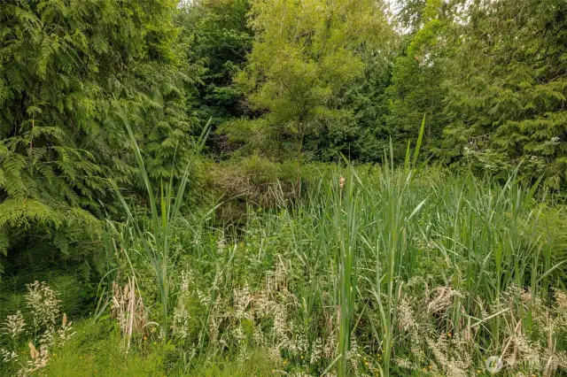 Pond In the Trail System