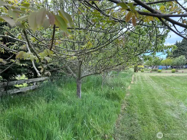 Line of Fruit Trees on approx West lot line