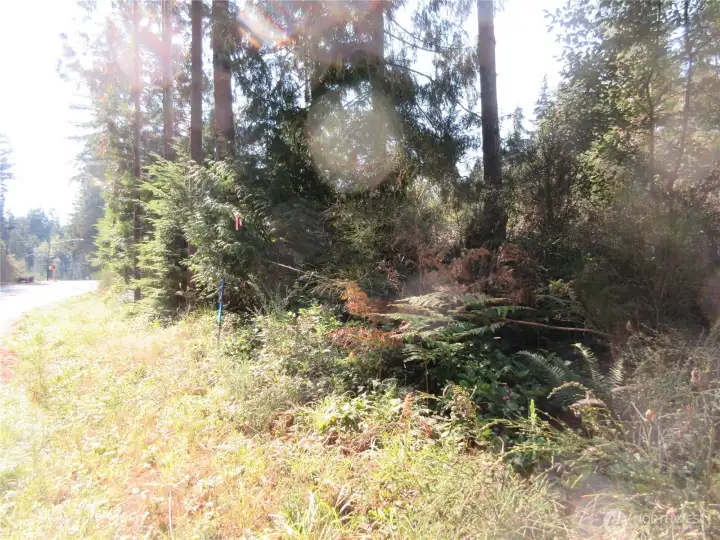 Survey stake at shown from the Holly Rd side. NE Corner.