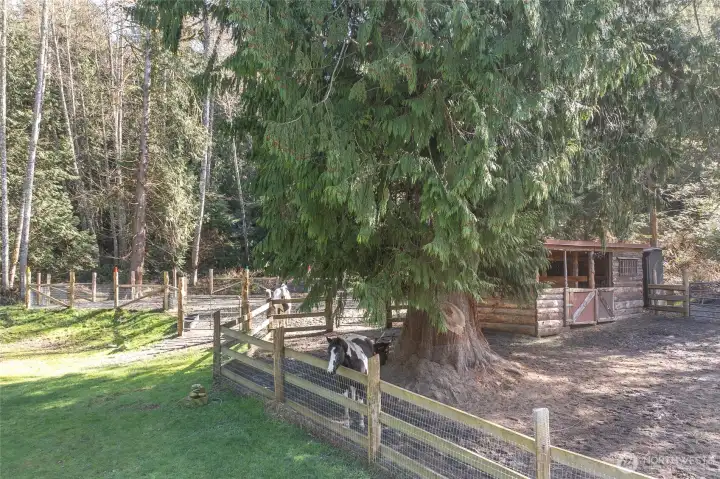 Horses enjoy a cozy, safe, and well designed 2-stall barn built from island cedar and fir, with a sand paddock and small arena. Double-fenced with cedar split rail (installed by Ben Nunez) and 3-board fir fencing (also, installed by Ben Nunez) with no-climb horse wire. Includes hay storage and a 20' shipping container for secure tack and feed storage.
