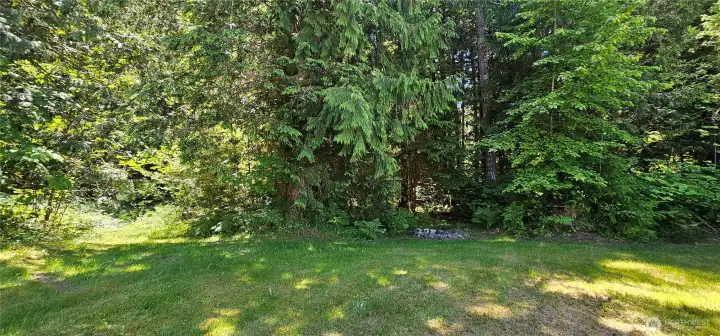 Back yard facing the forest