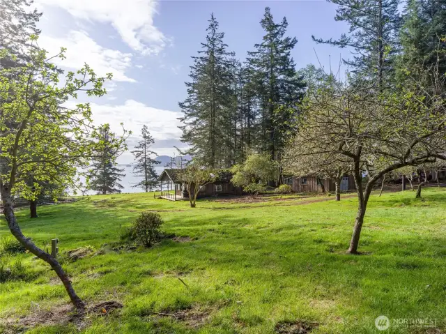 Standing among the many fruit trees looking toward the entry deck of the cabin.