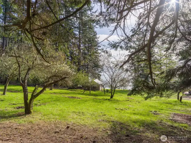 Views through the old growth orchard, looking past the "hideaway" toward the waterfront.