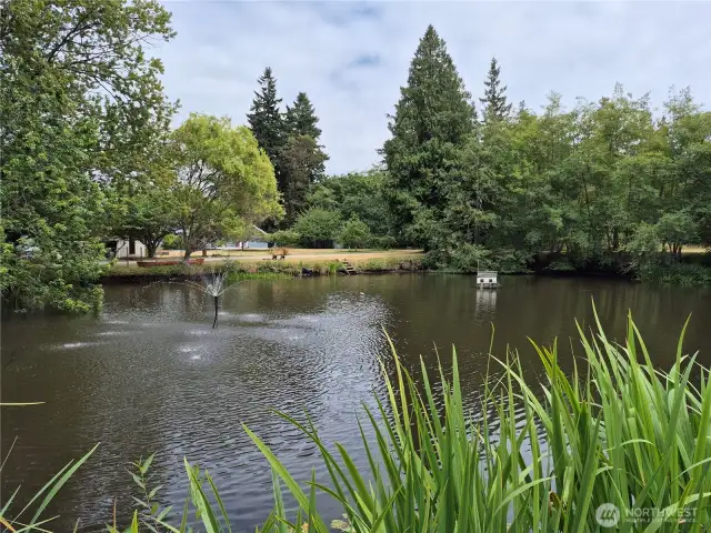Duck Pond