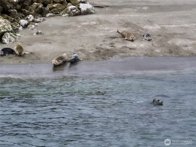 Abundant Wildlife