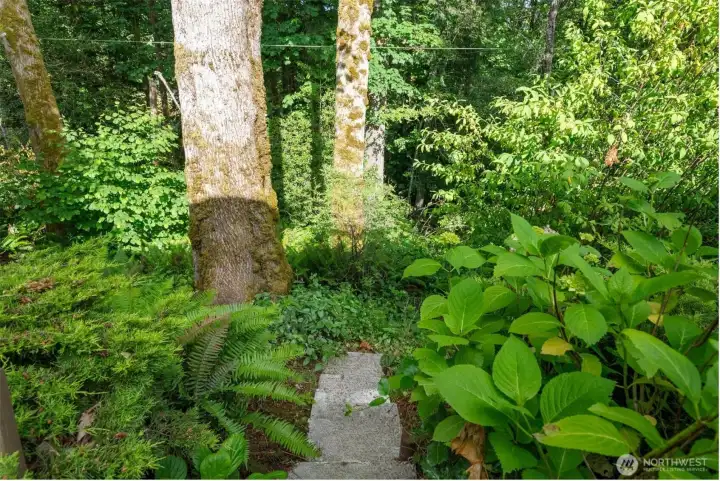 Or keep wandering a little farther...this stepping stone path leads you down into the trees, where the forest beauty calms your mind and soothes your soul.