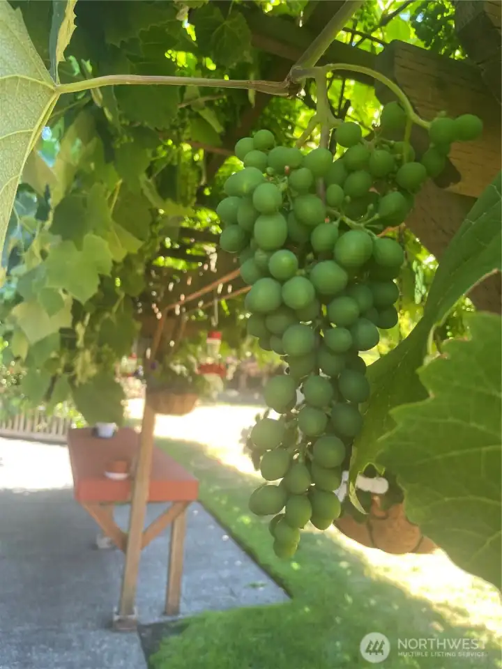 Trellis holds an abundance of wine grapes during the summer season