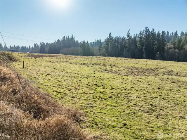 Looking Southwest across the open field, this photo features a visible survey stake in the foreground marking a reference point on the property. A few of the tall evergreen trees are on the Property's creekfront on the West side.