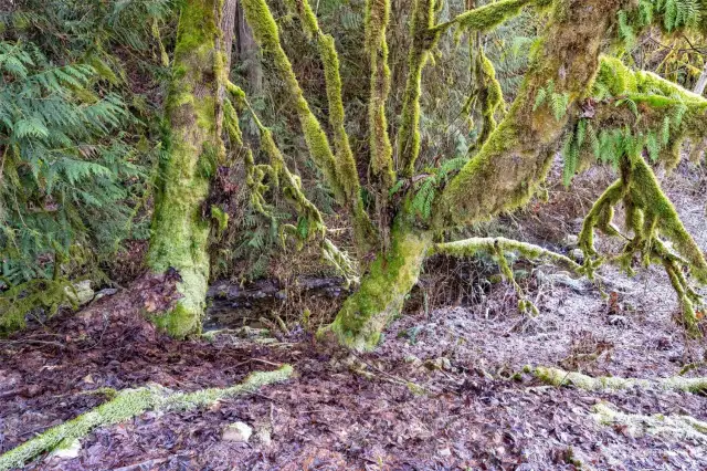Take in the peaceful sounds of Ricci Creek at the start and end of each day. The West line of the Property virtually follows the creek's path.
